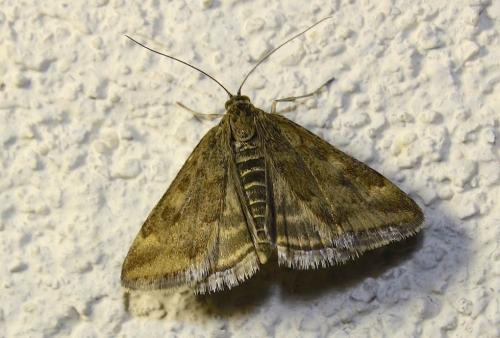 Réf. 241 531 : Pyrausta despicata
